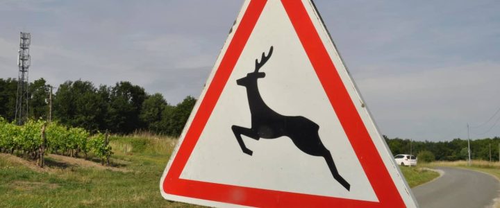 animali selvatici vaganti